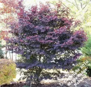 Acer palmatum 'Red Emperor' Red Japanese Maple Tree