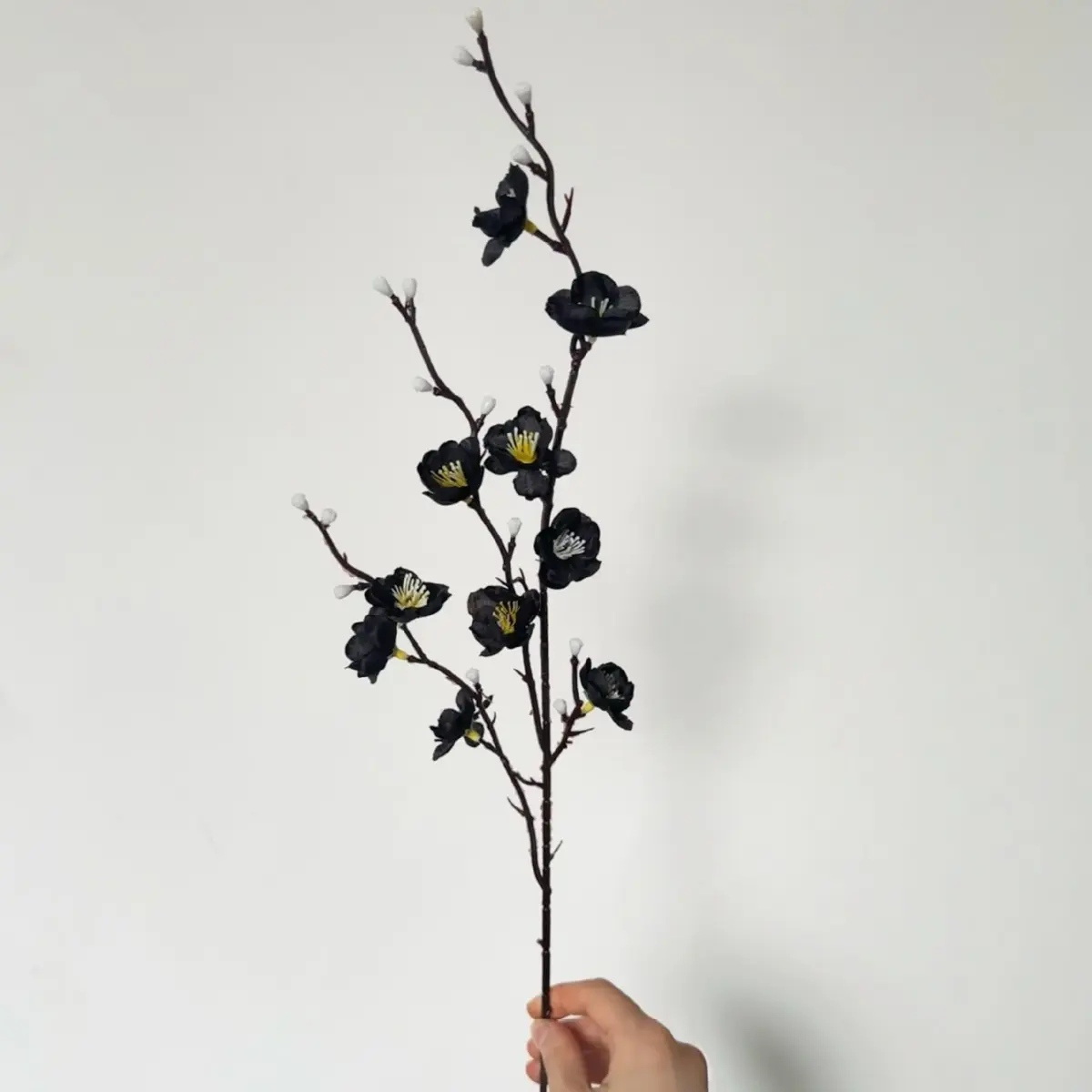 Mini black winter jasmine