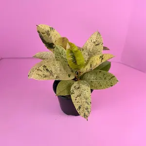 Ficus Shivereana ‘Moonshine’ 6” | Variegated Ficus | Rare Plant
