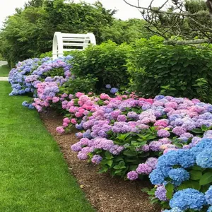 880+ Mixed Color Hydrangea Seeds for Planting, Flower Plant Wedding, Outdoor Garden - Potted Plants Hydrangea macrophylla Giant Snowball Hydrangea Fast Growing Shrub