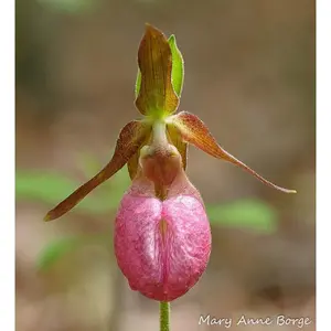 Pink Lady’s Slipper Orchid Seeds ~ Moccasin Flower ~