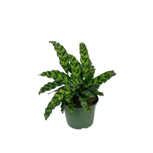 Rattlesnake Calathea - Live Plant in a 6 Inch Pot - Calathea Lancifolia - Beautiful Easy to Grow Air Purifying Indoor Plant