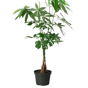 Money Tree Guiana Chestnut Pachira Braid Plant Live