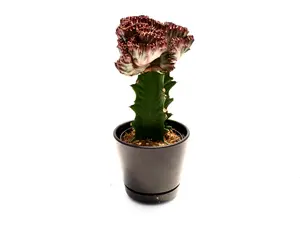 Pink Mermaid Tail Euphorbia 4" Potted Live Plant - Euphorbia lactea 'Cristata' - Rare Crested Succulent - Unique Fan Shape - Easy Care - Architectural Houseplant - Exotic Desert Decor - Low Maintenance - Statement Specimen