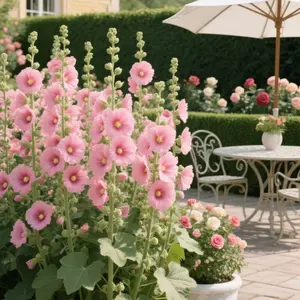 200+ Hollyhock Seed，Mix Multi-color，Double Petals Colorful，Flowers，Suitable for Planting Outdoor Home Garden Flowers， great gardening gift