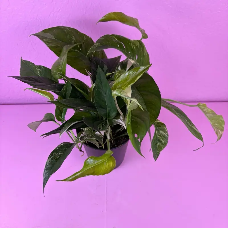 RARE Epipremnum Pinnatum Albo 6” | Variegated Epipremnum | Collector Plant