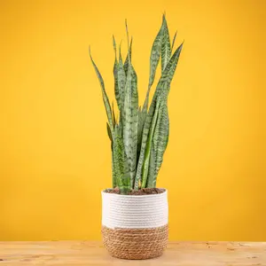 Snake Plant | large