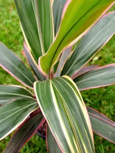 Cordyline Pink Diamond Starter Plant - 2 Starter Plant