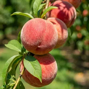 Peach Seeds for Planting, Fruit Tree Seeds, Suitable for Pots, Indoor and Outdoor Garden Growing, Easy to-- Grow-