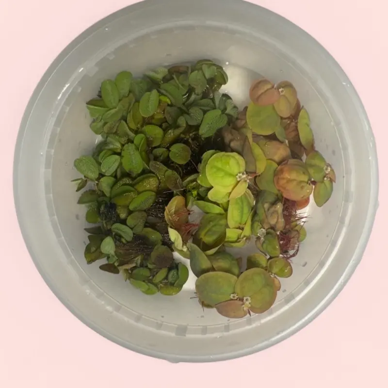 Salvinia 3 + 3 Red Root Floaters Starter Floating Plant Combo Pack for Beginner Aquariums