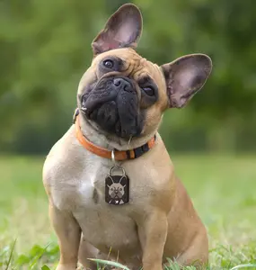 Hitail Smart QR Dog ID Tag - French Bulldog