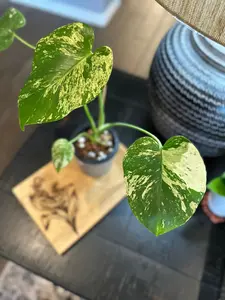 Monstera Mint #2