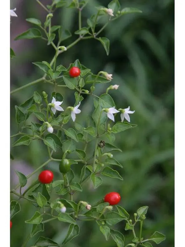 Chile Tepín