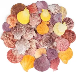 30 PCS+ Scallop Shells Natural Seashell,1.5"-2.5" Colorful Scallop Shells Small Seashells for Crafts Wedding Decor Beach Theme Party, Fish Tank and Vase Filler