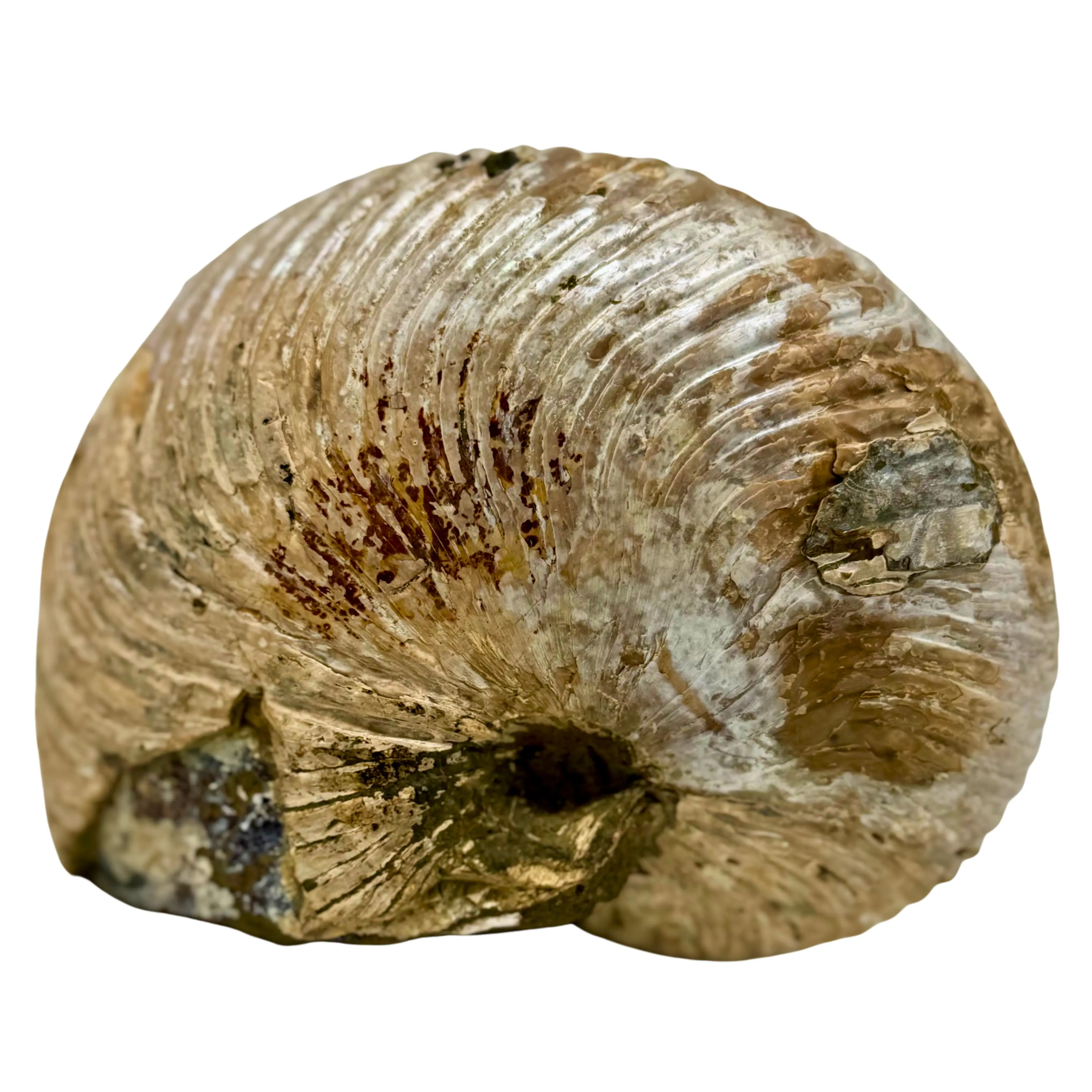 Nautilus Ribbed Shell Fossil