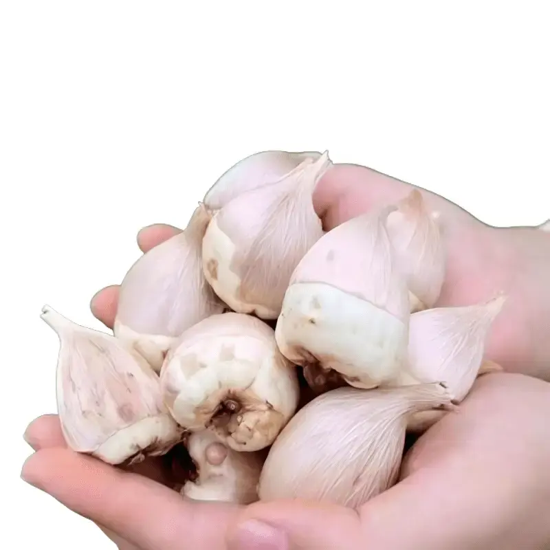 2PC Double Pink Freesia Bulbs, Fragrant Perennial Flower Bulbs, Easy Grow Freesia for Garden Planting & Cut Flower ArrangementsDouble Pink Freesia Bulbs, Fragrant Perennial Flower Bulbs, Easy Grow Freesia for Garden Planting & Cut Flower Arrangements