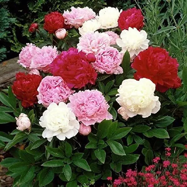 200 Pcs Rare Peony Seeds Mixed Colors Hardy Perennial Flower Seeds Giant Double Blooms Easy to Grow Outdoor Garden Plant for Backyard Pots Borders Bright Yard Decor