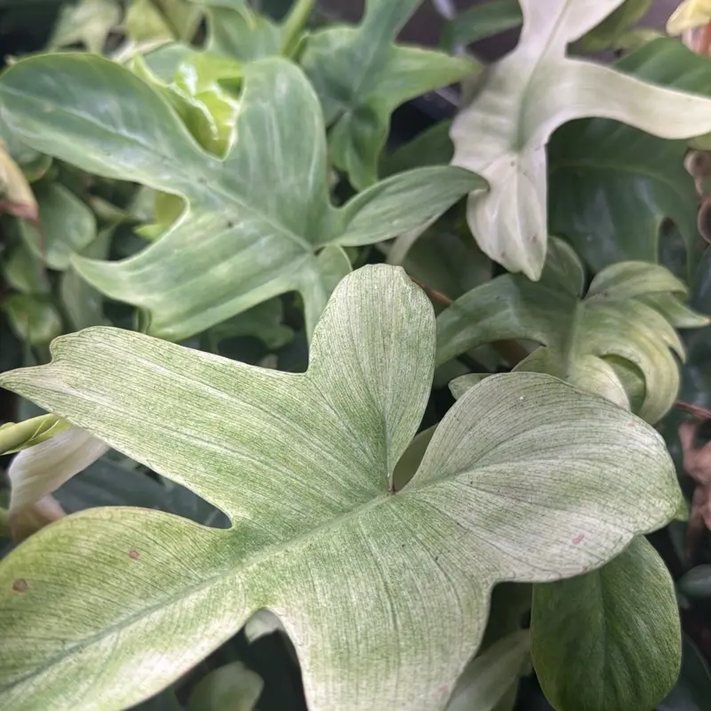 Philodendron White Ghost - TikTok Shop