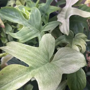 Philodendron White Ghost