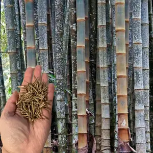 50 Huge Dragon Bamboo Seeds – Premium Seed Pack, Giant, Fast-Growing Clumping Variety for Privacy Hedges, Tropical Landscapes, and Non-Invasive Perennial Gardens