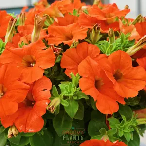 Inferno Petunia 'The Orange' ~ Trio of 3 Hefty Plants for Preorder