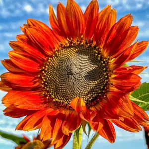 50pcs Good Luck Sunflower Seeds Giant Yellow Flower Seeds for Home Garden Planting Lucky Charm Blooms for Outdoor Decor Gardening Gift Idea