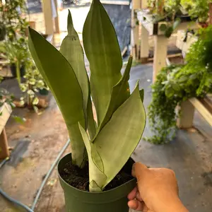 Sansevieria Moonshine 6 in pot  plant