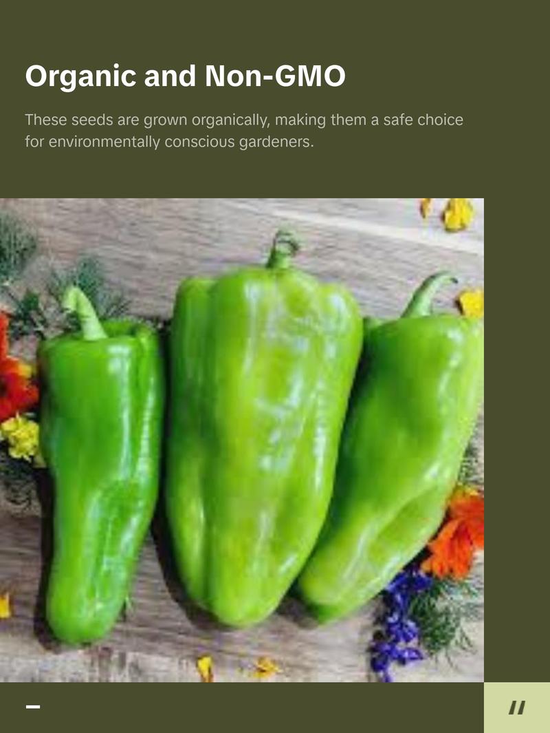 Cubanelle Sweet Pepper Seeds Organic (Capsicum annuum) – Sweet, thin-walled peppers; ideal for frying or stuffing, called Italian Frying Pepper.