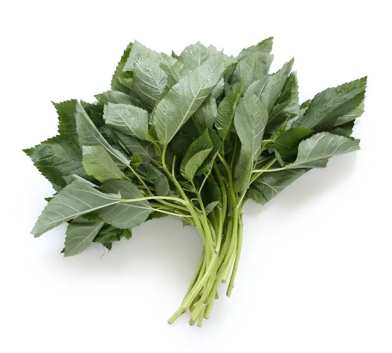 500 to 5 grams Molokhia Seeds for Planting - Egyptian Spinach Seeds, Rau Day, Saluyot, Jew mallow, Po krachao, Koshta, Tororo No -  Heirloom Non-GMO