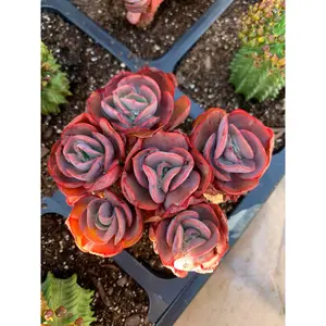 Echeveria Sunyan - April Farm/Rare Succulents