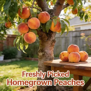 Grafted peach seedlings, sweet fruit juice, ideal fruit trees for balcony, courtyard, indoor and outdoor planting