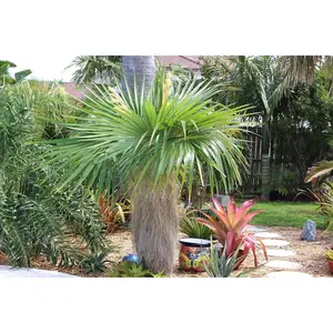Old Man Palm - Live Plants in 4 Inch Pots - Coccothrinax Crinita - Extremely Rare and Unusual Ornamental Palms of Florida