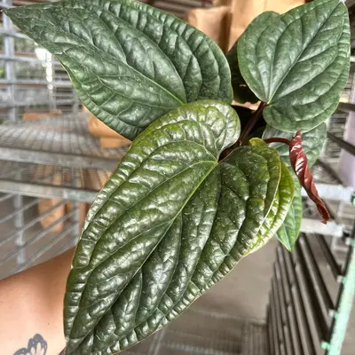 Anthurium Aos X Lux - TikTok Shop