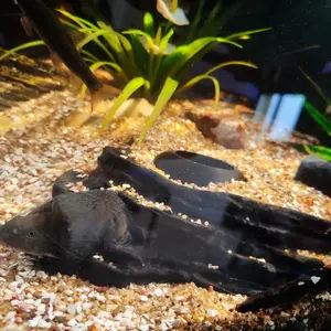 Buried Sand 3D Printed Rock Fish Tank Hideaway Cave, Safe Shelter for Fish and Shrimp, Natural Tree Bark Texture Decor