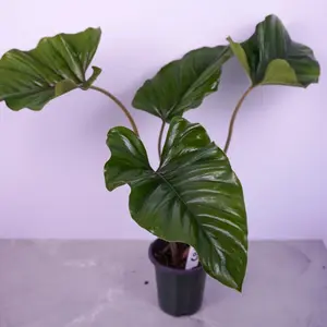 Adelonema ‘Red Velvet’ Live Plant 4” Pot | Rare Velvet Aroid | Deep Red Foliage