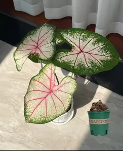 Apple Blossom Caladium Bulbs for Planting – Colorful Fancy Leaf Plant for Patio Containers, Shade Garden, Indoor Pots & Tropical Home Decor