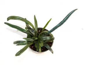 Blue Oil Fern 3” Potted Live Plant - Microsorum Thailandicum - Iridescent Foliage - Rare Exotic Fern - Metallic Blue - Tropical Houseplant - Unique Texture - Collector's Item - Low Light Tolerant - Shimmering Bright Colors - Easy Fern