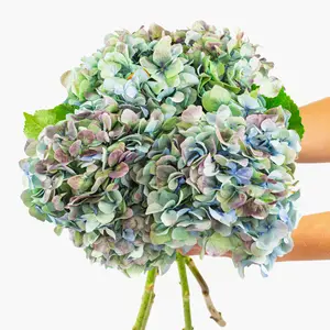 Emerald Enchantment Hydrangea