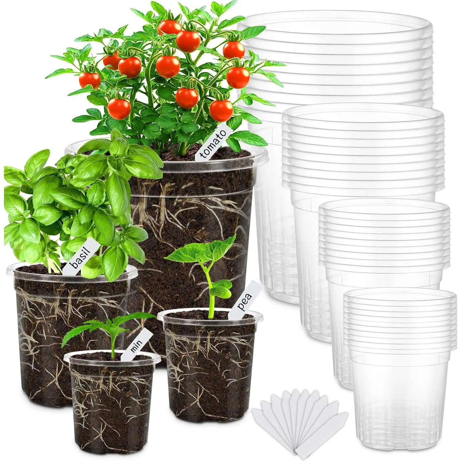 36 Packs 6.5/5/4/3.5 Inch Reinforced Clear  Pots with Drainage Hole, Variety Pack High Transparency Plastic Seedling  Pot with 20 Labels