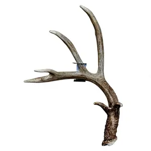 Shed Antler Anchor Single - Booner Size (Right Antler)