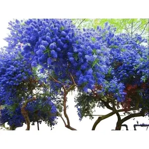 Green River 25 California Lilac Seeds - Flower Seed Pack, Perennial Shrub Blooms, Fragrant Purple Blossoms for Cottage Garden Borders, Rare Outdoor Planting Seeds