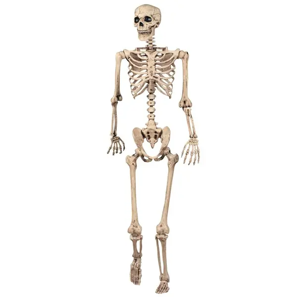 Realistic Poseable Skeleton Prop