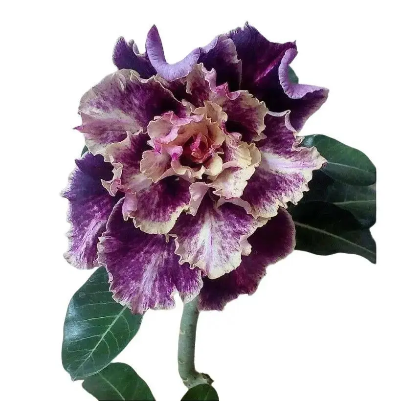 Green River 4 Pcs Purple Cream Desert Rose Seeds - Exotic Desert Rose Plant  Seeds for Bonsai