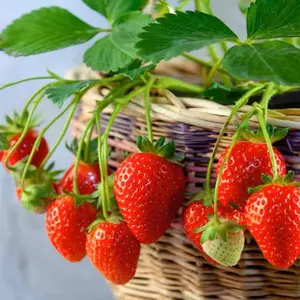 CZ GRAIN 250 Red Strawberry Seeds Perpetual Four Seasons Heirloom Non-GMO Fruit Seeds for Planting Hydroponic Garden Sweet High Yields