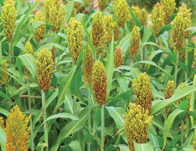 Wild Game Sorghum Seeds for Planting - Premium Food Plot Milo Seeds (5 Pounds)