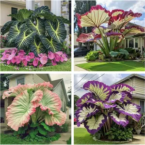 800pcs Mixed Hosta Seeds for Planting – Giant Elephant Ear Variety with Bold, Decorative Foliage – Non-GMO Shade-Loving Perennials – Perfect for Outdoor Gardens, Patios, Pathways & Borders – Easy to Grow, Low Maintenance Landscaping Plants
