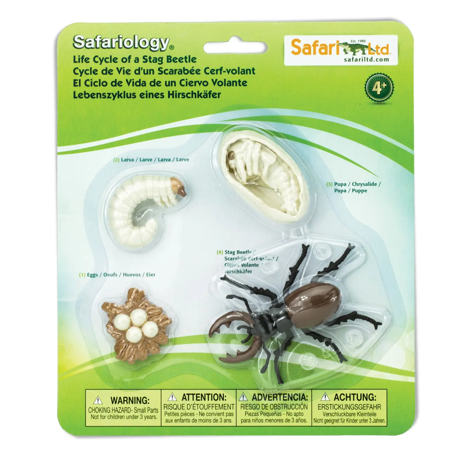 Life Cycle of a Stag Beetle