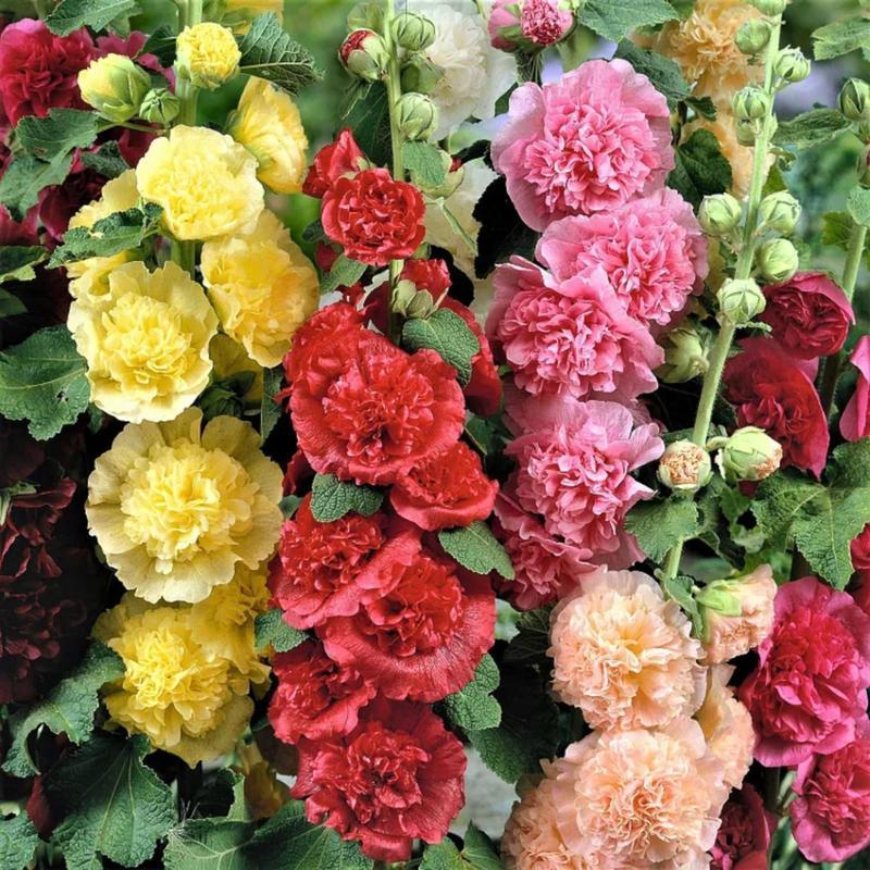 Germinate or Refund] 200pcs Double Hollyhock Seeds 'Radiant Rose’ - Mixed Colors, Non-GMO Heirloom, Biennial for Vibrant & Tall Blooms Plant Garden Outdoor Flower Pot Decorative Tulip