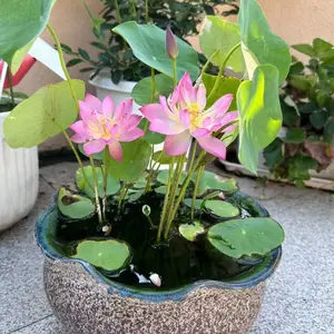 20 Mixed Color Bowl Lotus Seeds - Premium Bonsai Set for Beautiful Water Plants - Non-GMO Heirloom Variety for Indoor or Outdoor Ponds