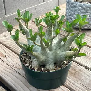 Plant arabicum socotranum Monster